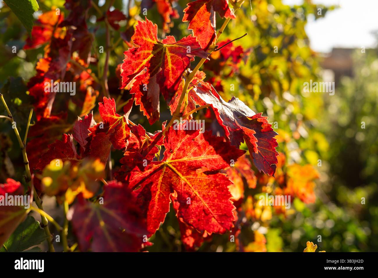 Colori autunnali, foglie cremisi del vigneto. Foto Stock