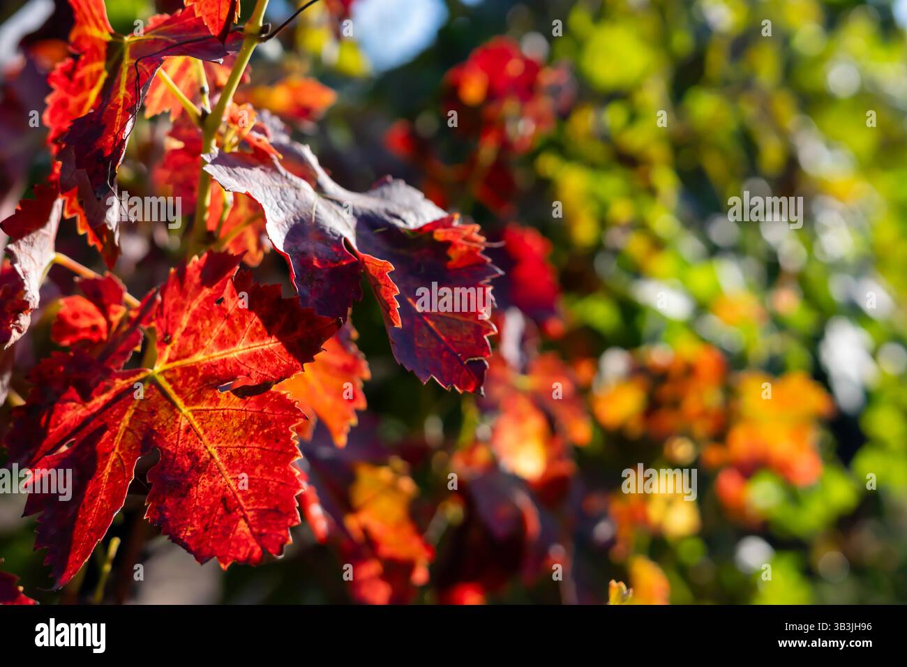 Colori autunnali, foglie cremisi del vigneto. Foto Stock