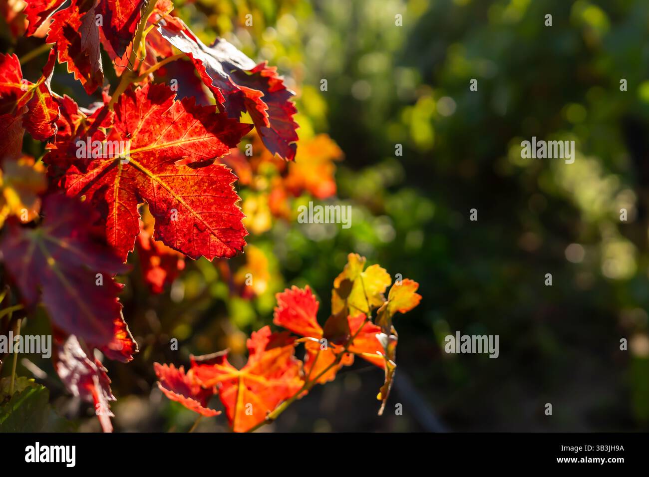 Colori autunnali, foglie cremisi del vigneto. Foto Stock