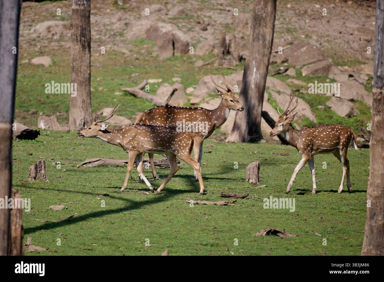 Cervo maculato o Chital (asse dell'asse), Pench National Park, India, Asia Foto Stock