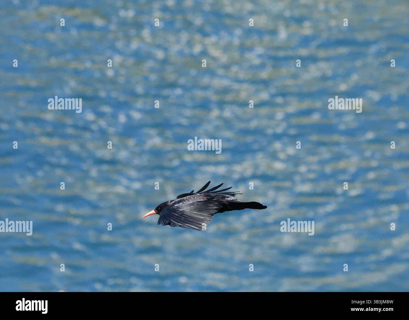 Chough, aprile 25 Foto Stock