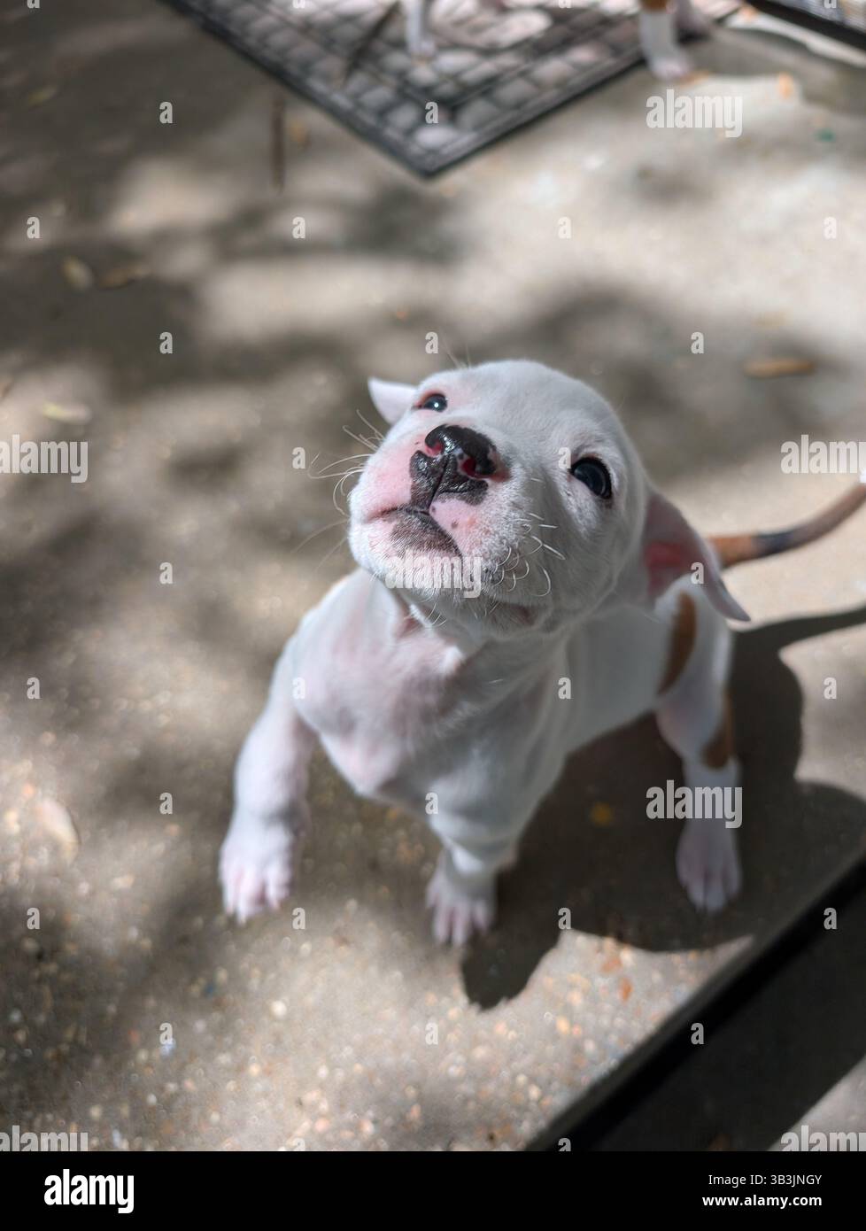 Pit Puppy che gioca Foto Stock