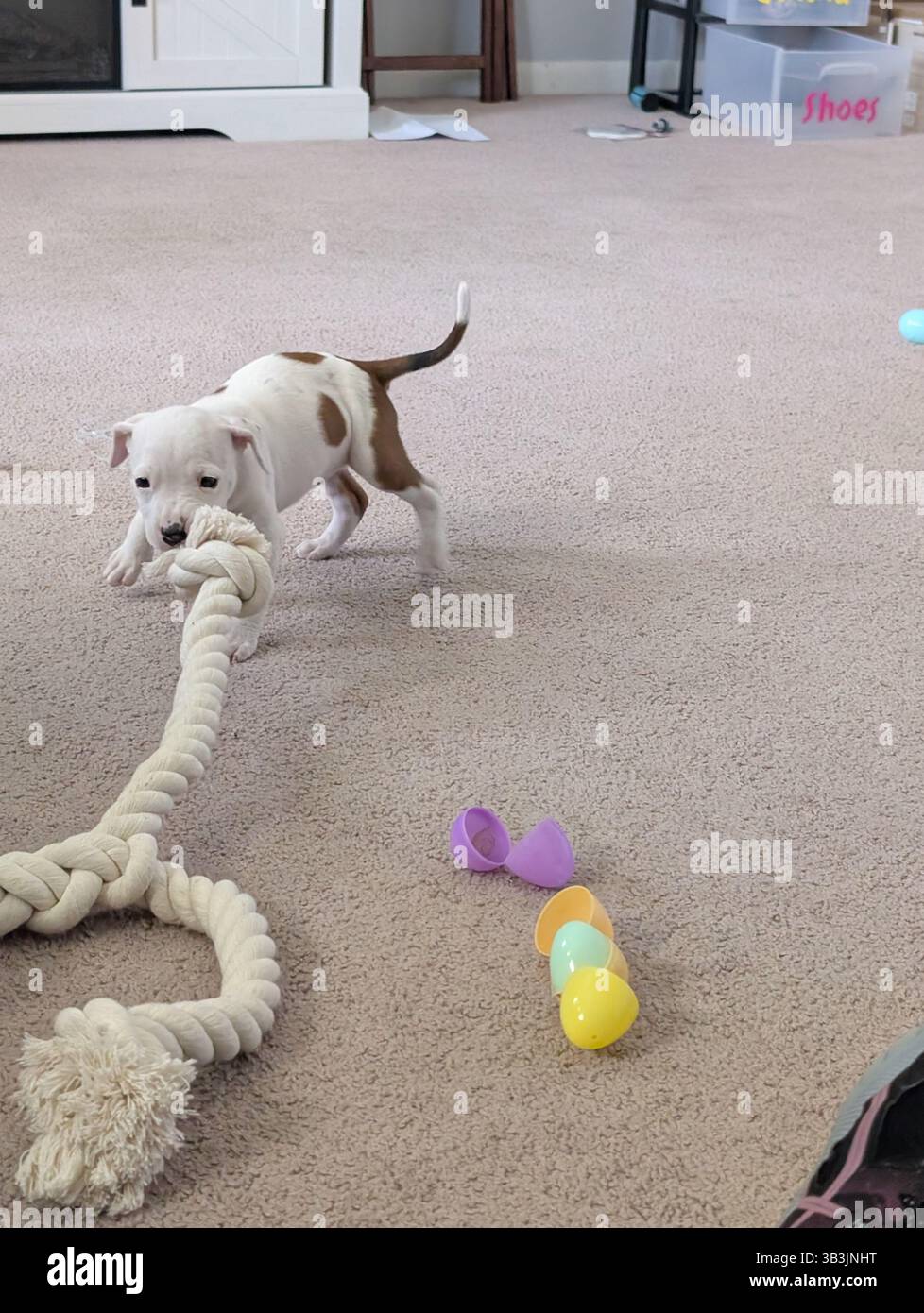 Pit Puppy che gioca Foto Stock