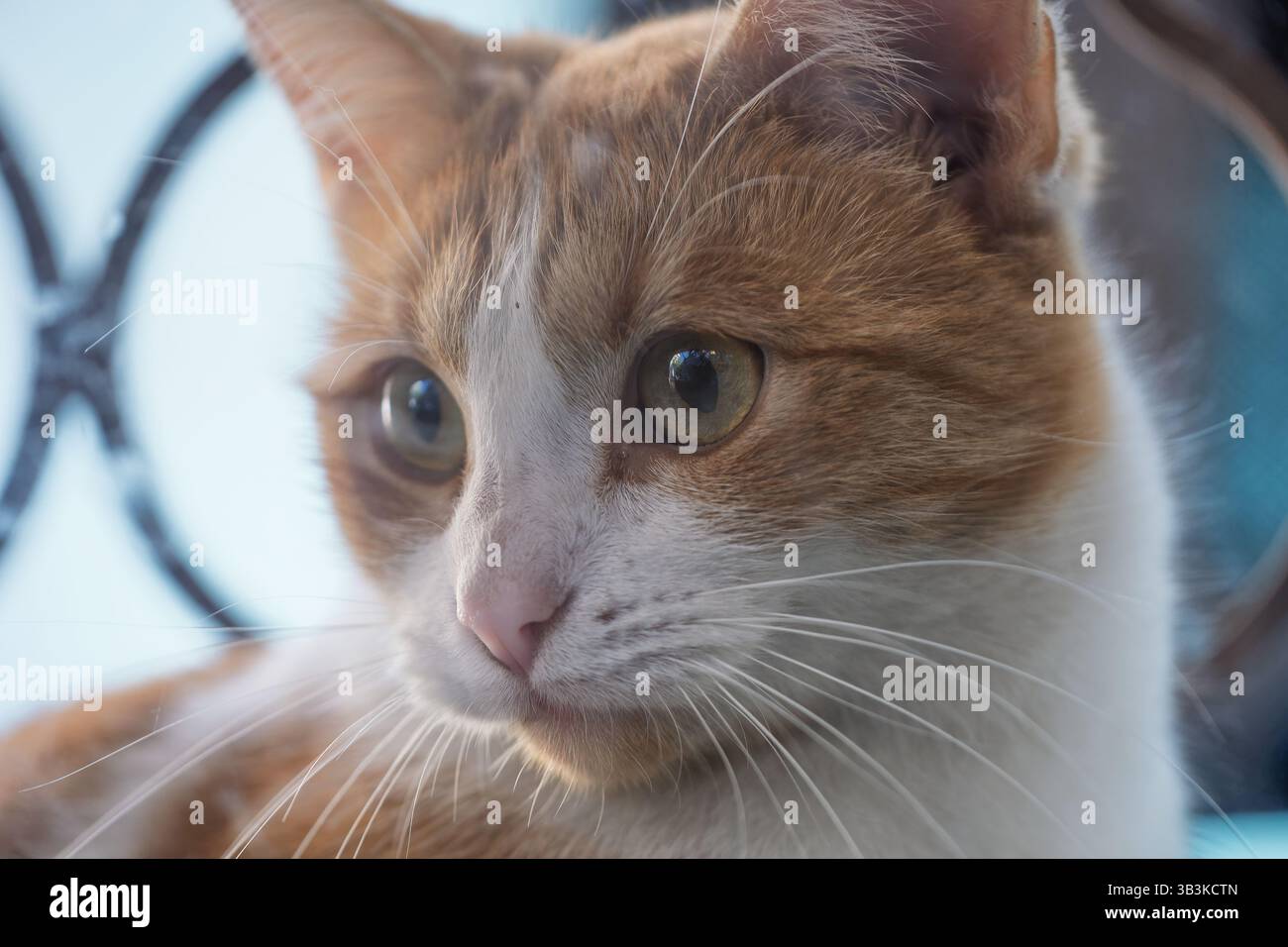 Una fotografia ravvicinata di un gatto domestico arancione, identificato come Ginger, con segni bianchi sul viso e sul petto. Il gatto è posizionato davanti Foto Stock