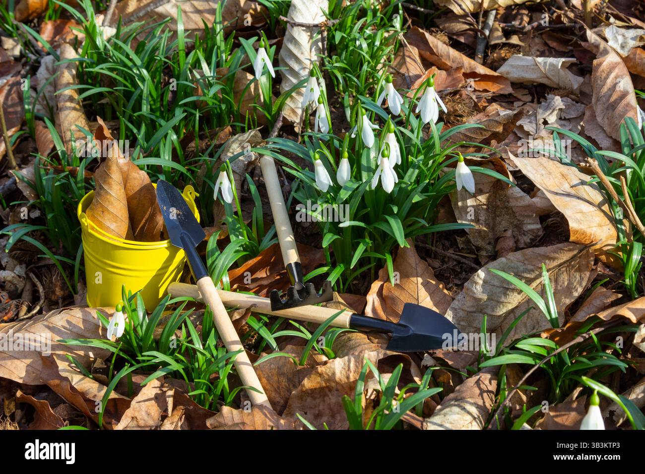 Gli attrezzi da giardino giacciono a terra tra vecchie foglie gialle e in un secchio giallo. Fiori bianchi primaverili. Foto Stock