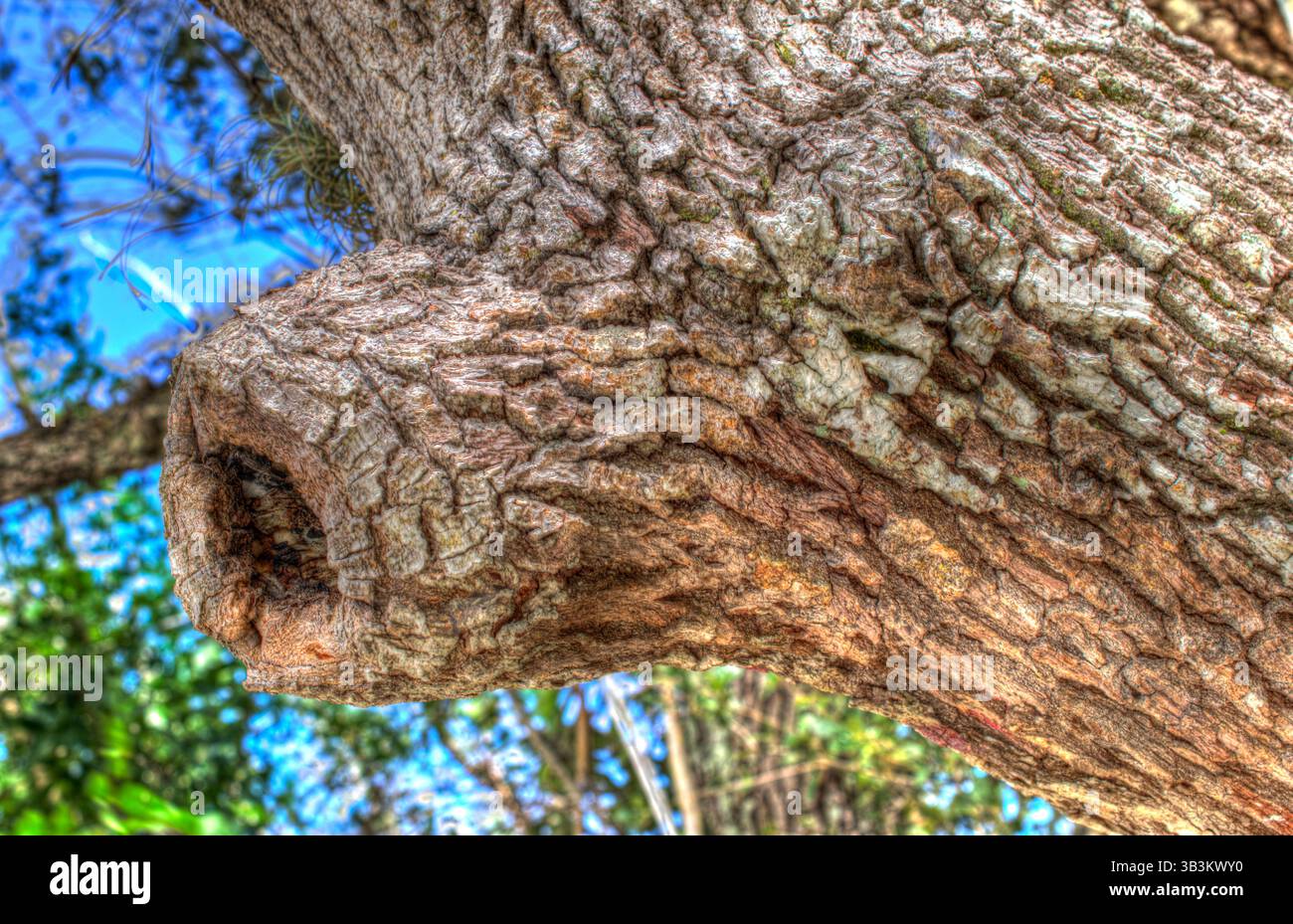 Florida Southern Live Oak Trees . Primo piano di Bark e Tree Knot Foto Stock
