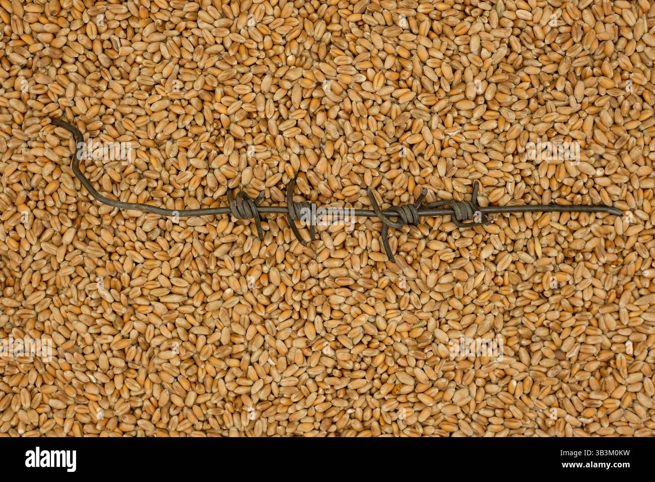 Filo spinato su sfondo di grani di grano. Logistica, divieti, tariffe, sanzioni, guerre commerciali. Foto Stock