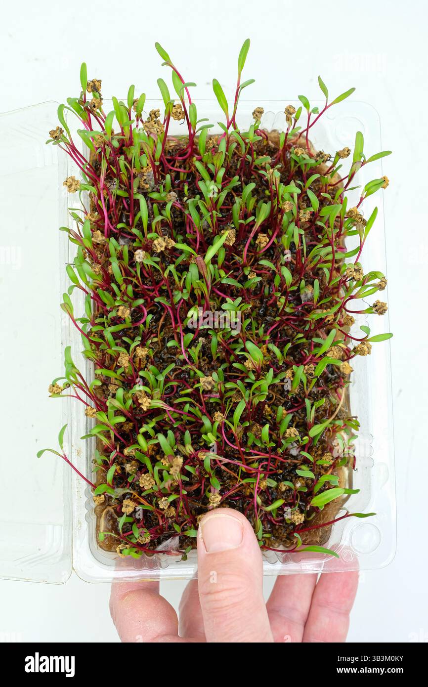 Tenere a mano un contenitore di plastica con microgreen. Coltivare microgreen a casa. Semi di bietola germogliati o semi di barbabietola. Foto Stock