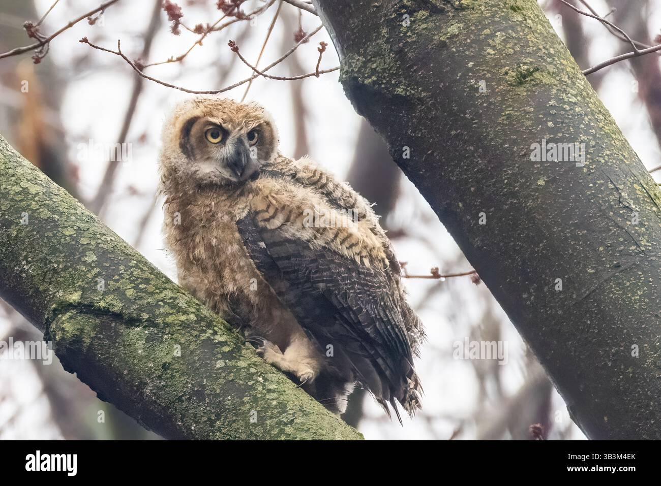 Grande gufo cornuto (bubo virginianus) bambino Foto Stock