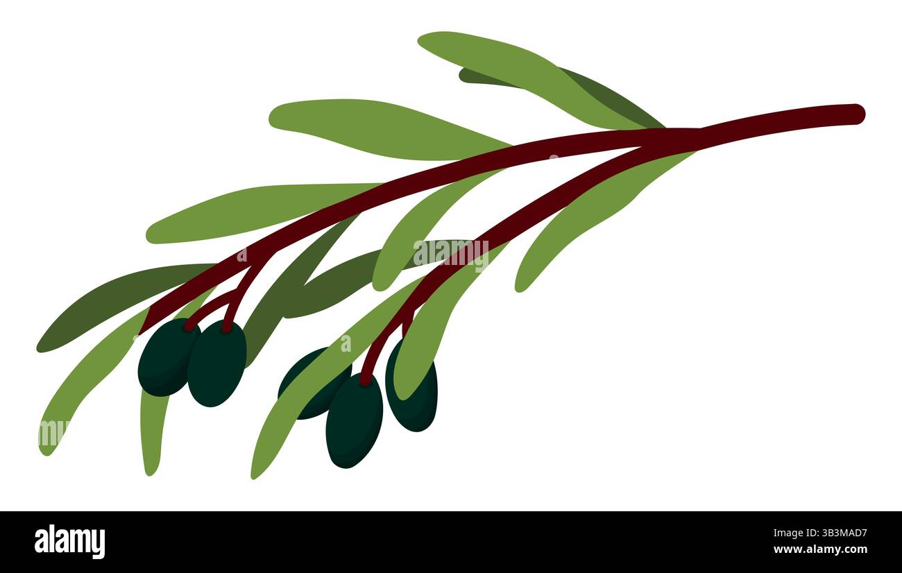 Rametto di olive con foglie e olive nere mature isolate su sfondo bianco. Ciuffi corti con foglie. Illustrazione naturalistica minimalista Illustrazione Vettoriale