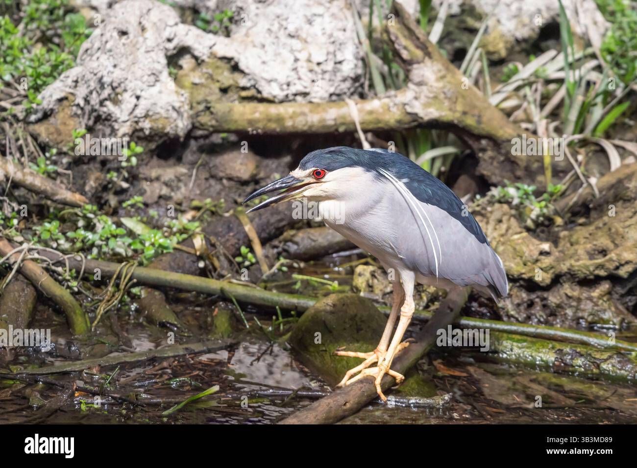 Caccia all'airone notturno con corona nera (Nycticorax nycticorax) nella Big Cypress National Preserve. Florida. STATI UNITI Foto Stock