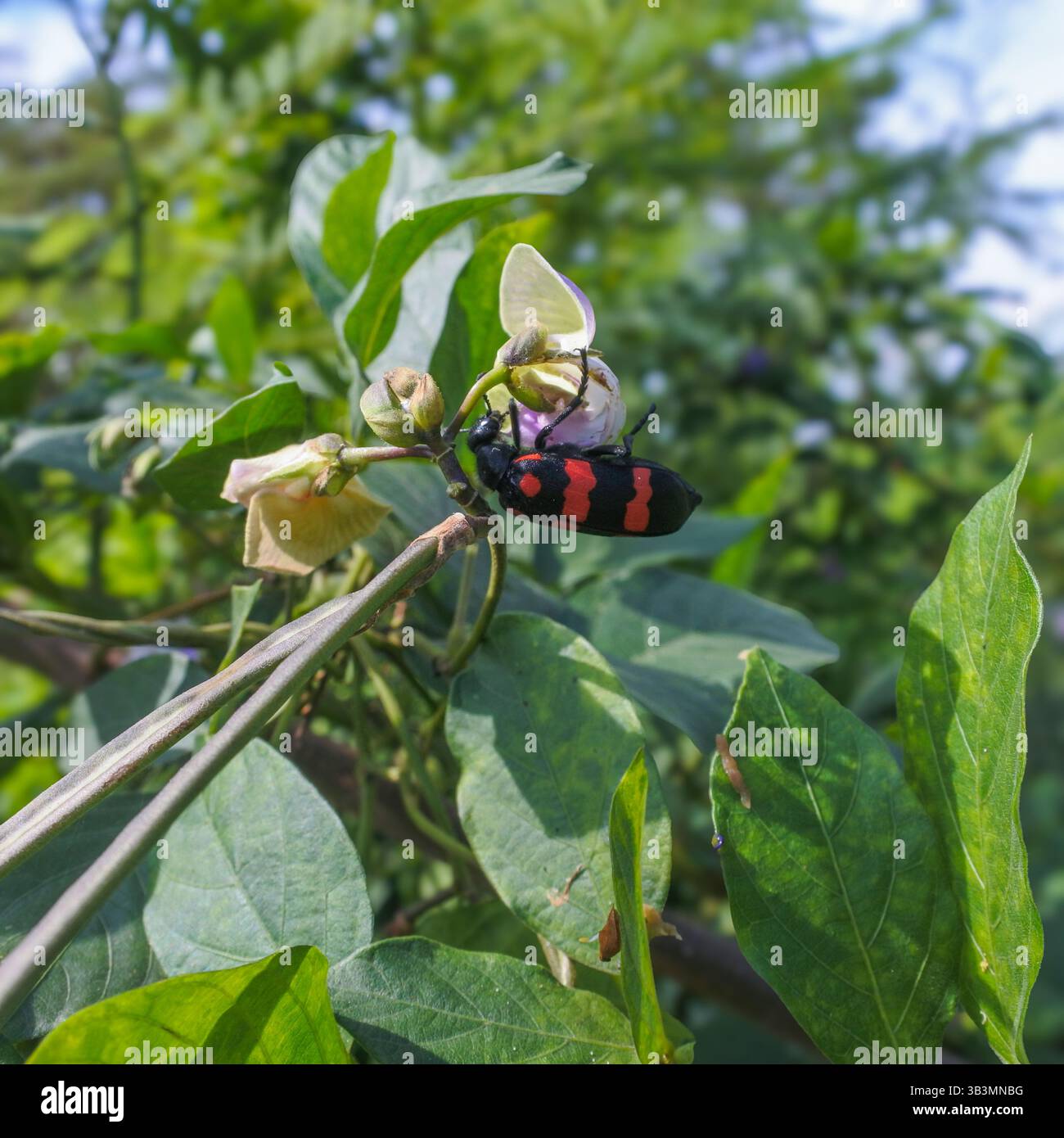Hycleus è un genere di coleotteri vescicali appartenente alla famiglia dei Meloidae che si trova in Africa e in Asia. I parassiti adulti si nutrono di fiori di varie piante famili Foto Stock