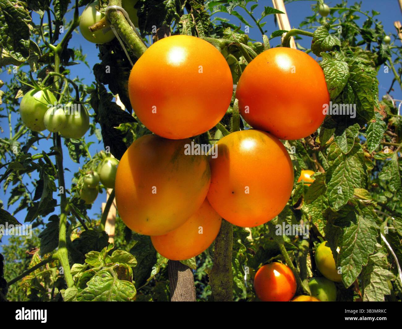 primo piano di una piantagione di pomodori coltivata in modo biologico nell'orto Foto Stock