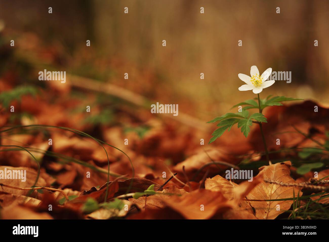 quercia di anemone tra foglie cadute da sognanti effetti bokeh Foto Stock