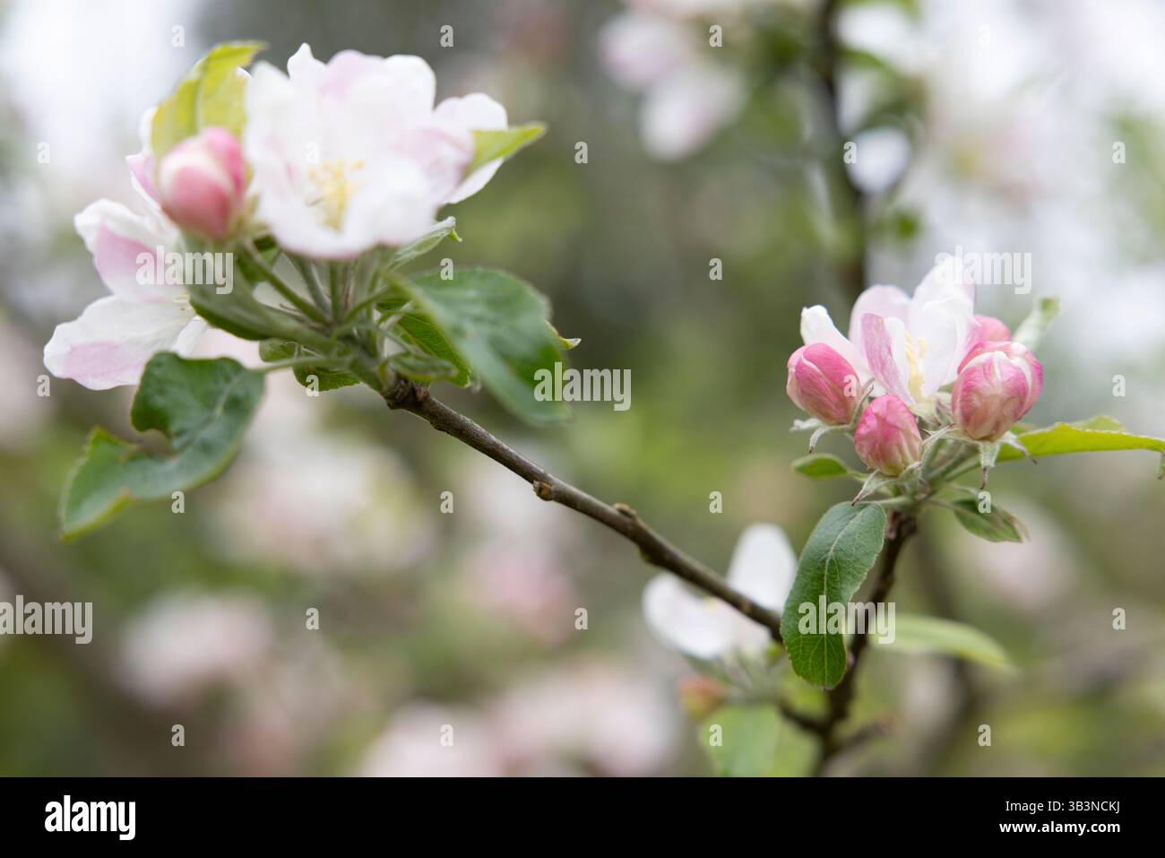 Le mele bianche e rosa fioriscono nei frutteti inglesi in attesa di impollinazione Foto Stock