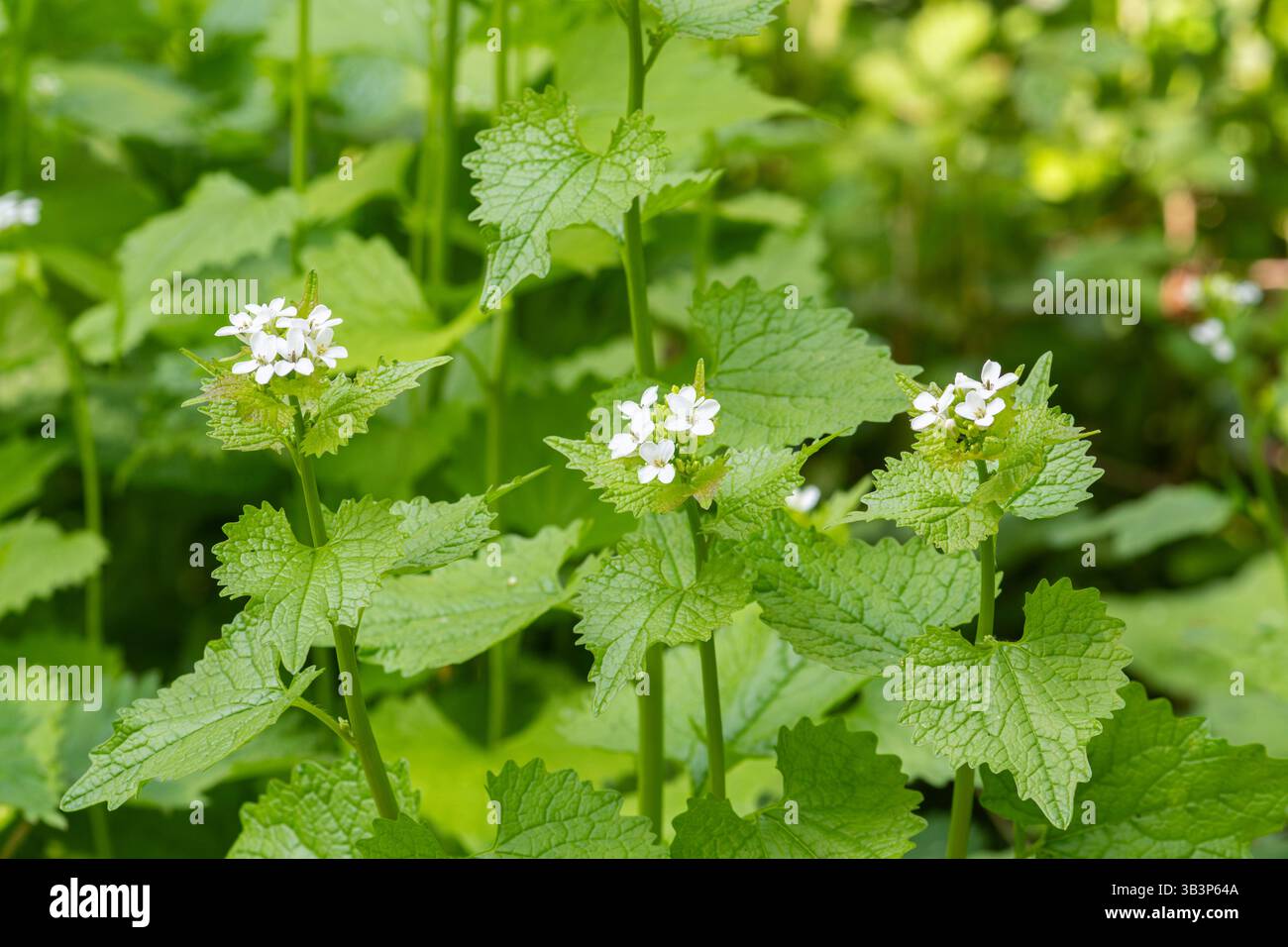 Senape all'aglio (Alliaria petiolata, chiamata anche Jack-by-the-Hedge), pianta con piccoli fiori bianchi sul bordo del bosco durante aprile, Inghilterra, Regno Unito Foto Stock
