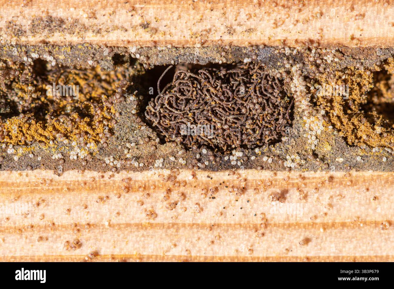 Parassiti di api massoni rosse (Osmia bicornis) all'interno di un hotel di api, Regno Unito. Evidenza di acari del polline (Chaetodactylus spp.) E la franca di Houdini vola Foto Stock