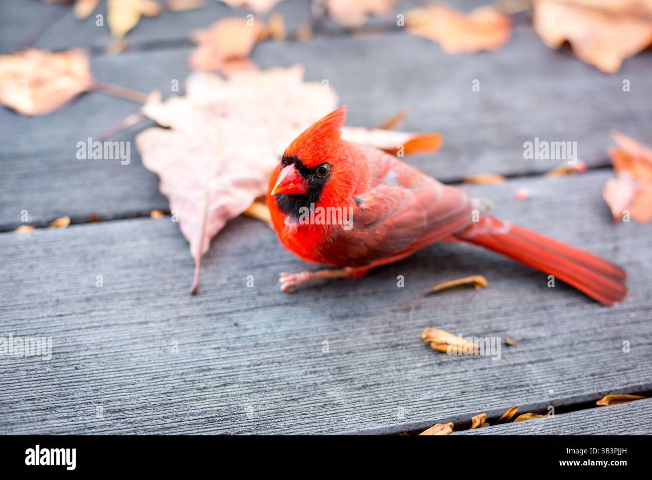 Un cardinale del Nord maschio (Cardinalis cardinalis) stordito dopo un colpo alla finestra Foto Stock