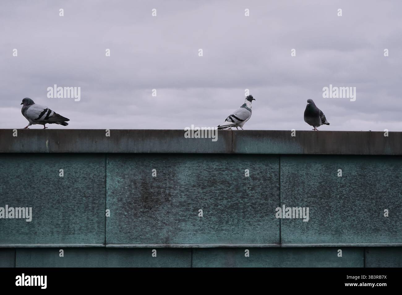 Tre piccioni su un Ledge contro un Moody Overcast Sky durante gli inverni ad Amburgo, in Germania Foto Stock