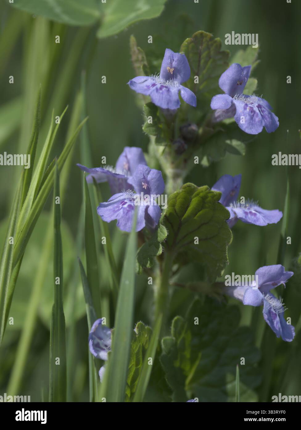 Ground ivy (Glechoma hederacea) che cresce in basso e in largo su un terreno boschivo umido, le sue foglie verdi vibranti catturano la luce soffusa che filtra attraverso t Foto Stock