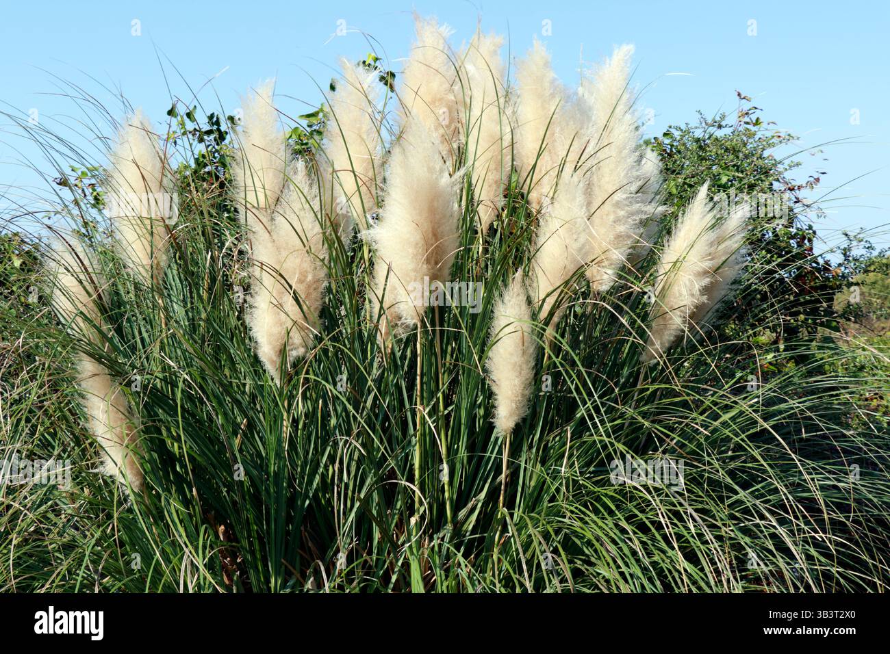 Elegante erba pampas con alti pennacchi piumati che ondeggiano aggraziatamente nel verde chiaro sotto un cielo sereno e blu, creando un ae tranquillo e naturale Foto Stock