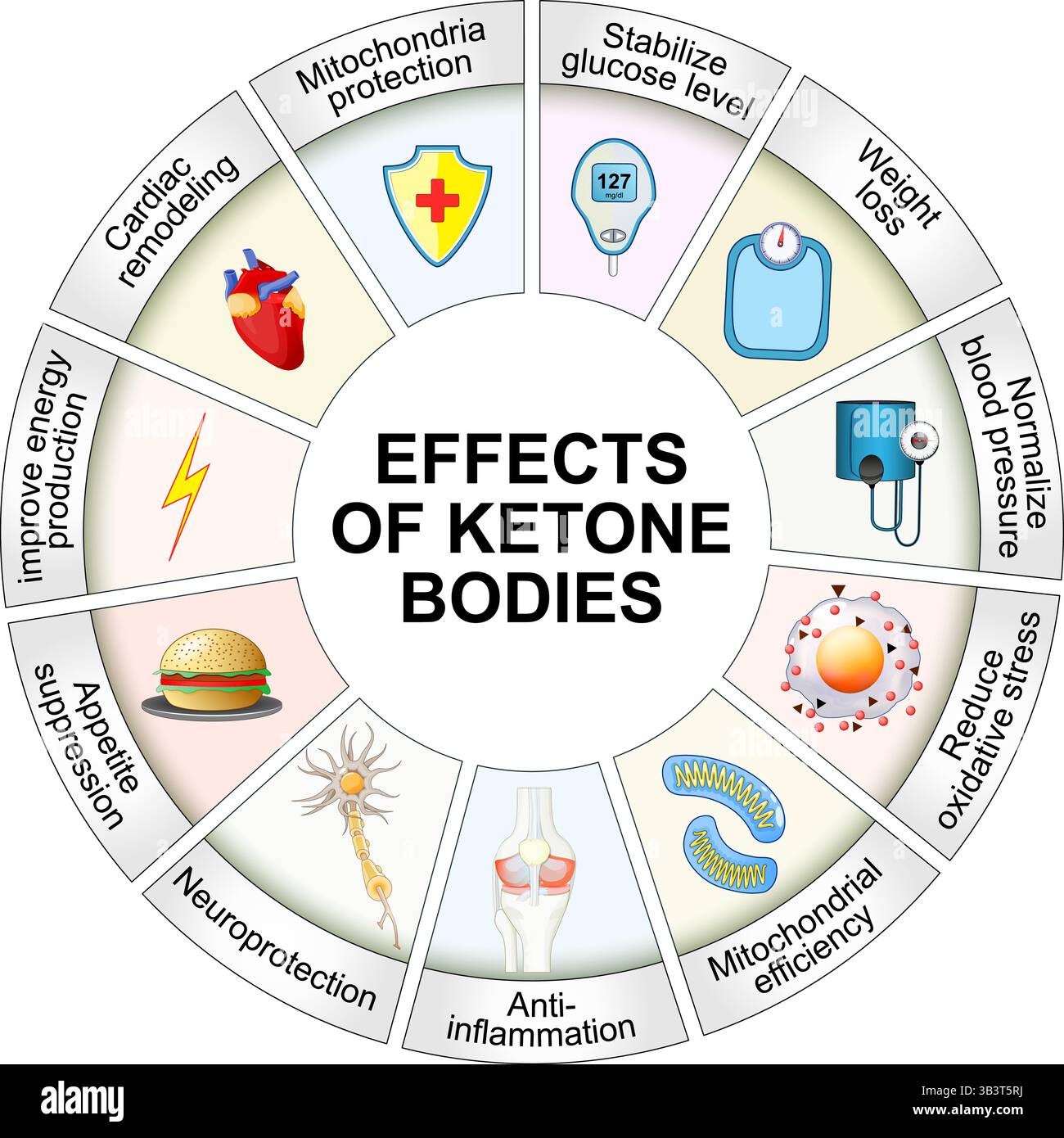Come i corpi chetonici e la dieta chetogena influenzano la salute umana e i mitocondri. Illustrazione vettoriale. Poster medico. Diagramma schematico Illustrazione Vettoriale