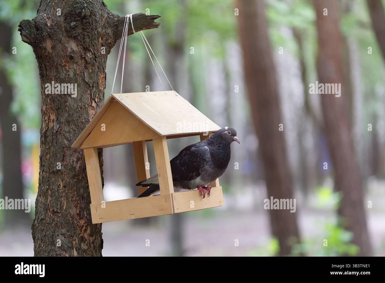 Il piccione seduto in un alimentatore nel parco. Uccelli Foto Stock