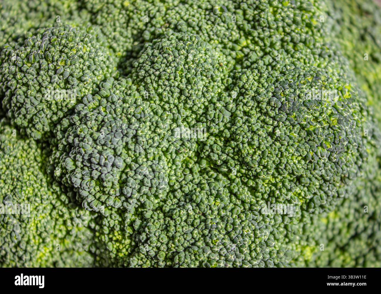 Primo piano di un Broccoli verde. Superficie di sfondo verde della testa di broccoli. Foto Stock