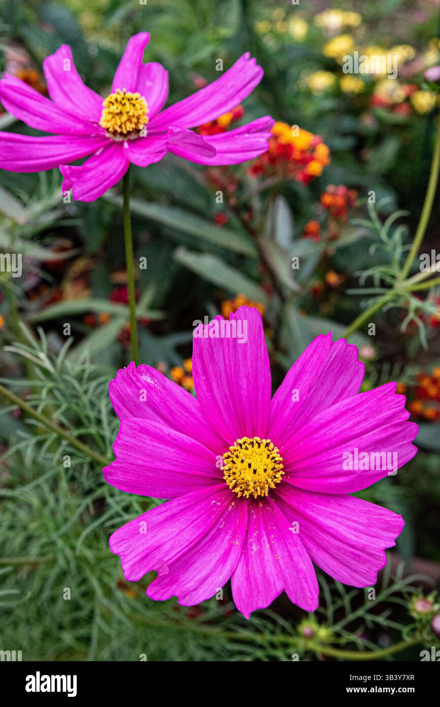 Fiori COSMOS ( Cosmos bipinnatus ) o degustatore messicano Foto Stock