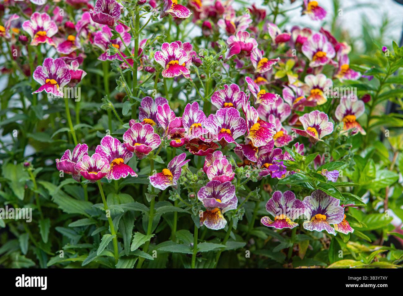 Nemesia "Nesia tutti frutti" fiori che crescono in un vaso nel sud della California. Foto Stock