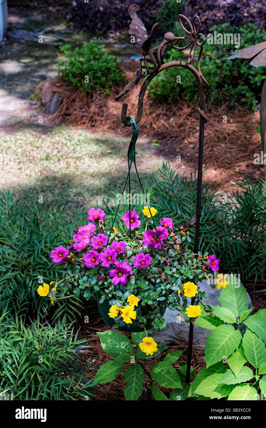 Purslane, portulaca umbraticola, in un cesto sospeso in un giardino residenziale sul retro a Pike Road Alabama, Stati Uniti. Foto Stock