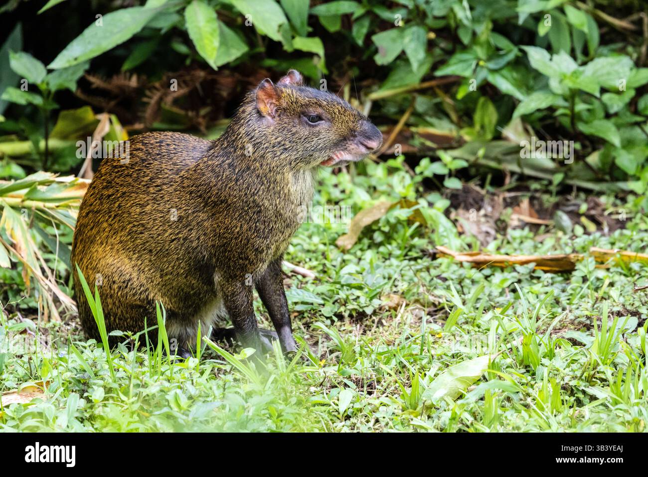 Primo piano di Agouti centroamericani (Dasyprocta punctata) a Mindo, provincia di Pichincha, Ecuador. Foto Stock
