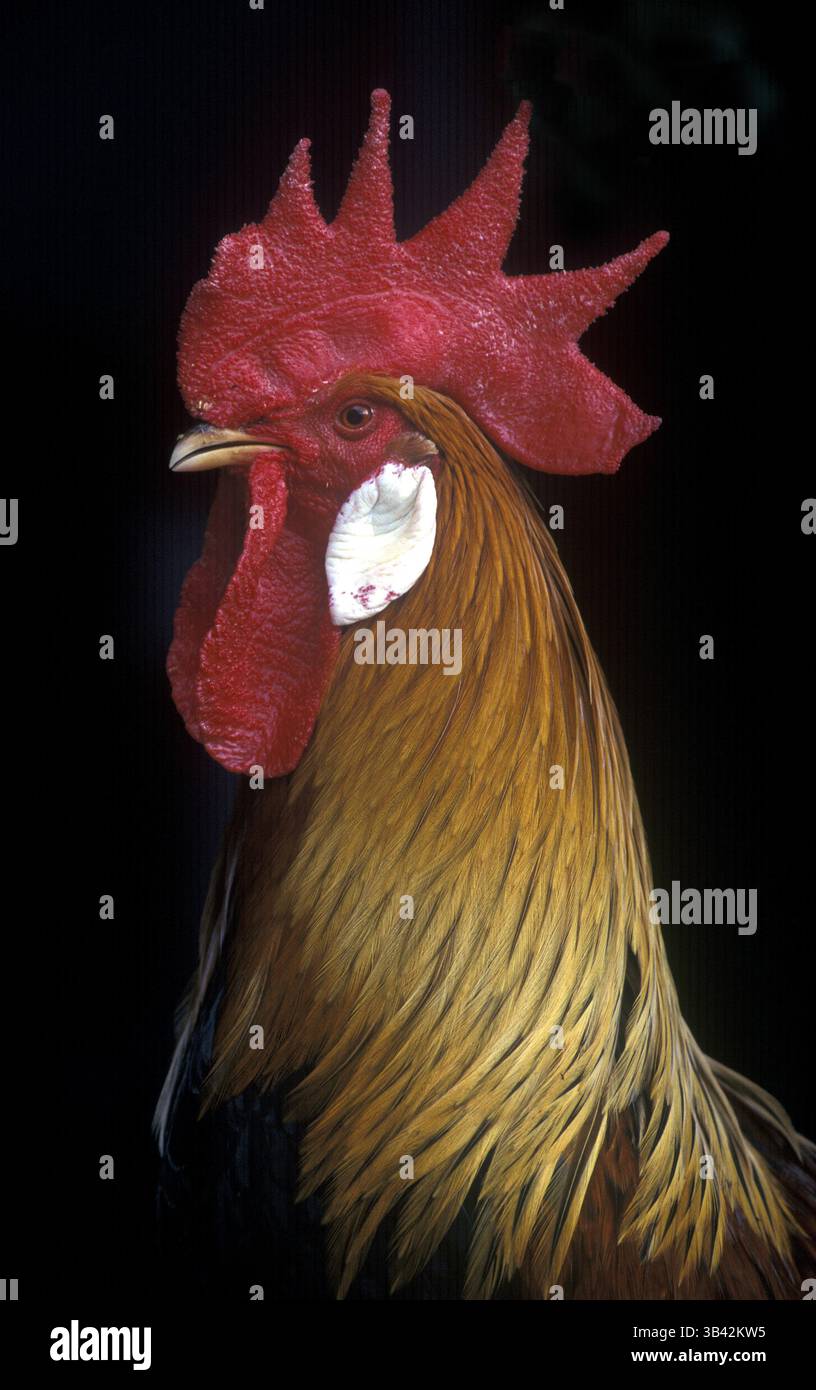 Gallo con raccolto rosso . Foto Stock