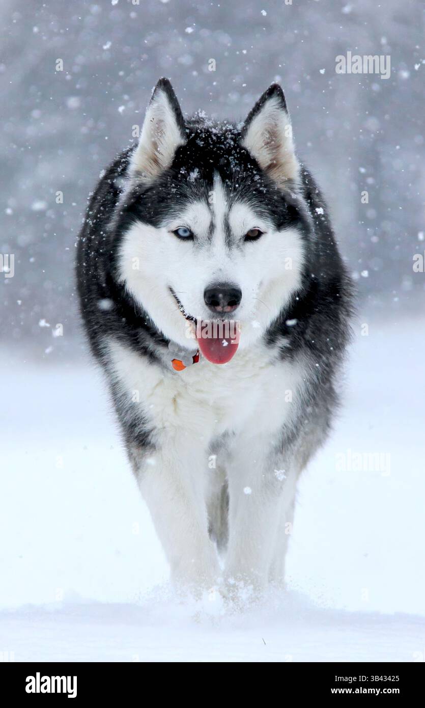 Ritratto della vista frontale di un Husky siberiano con due occhi (blu e marrone) che cammina in avanti nella neve con la lingua fuori. Foto Stock