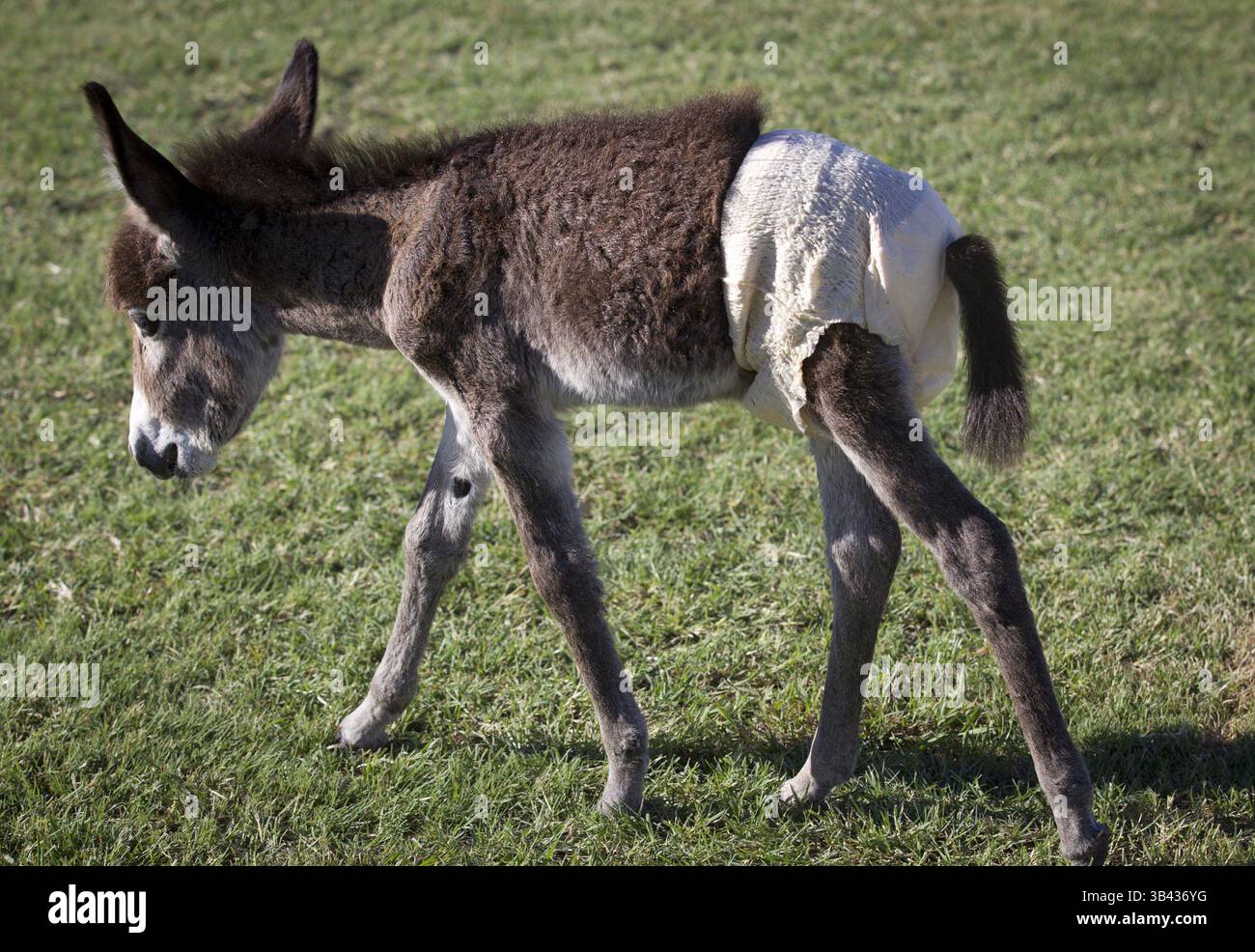 16 luglio 2015 - Decatur, Texas, USA - l'asino in miniatura Ricky Bobby indossa pannolini nella casa di Johanna Wilson, membro dello staff della Humane Society of North Texas, che lo ha adottato. (Immagine di credito: © Joyce Marshall/TNS via ZUMA Wire) Foto Stock