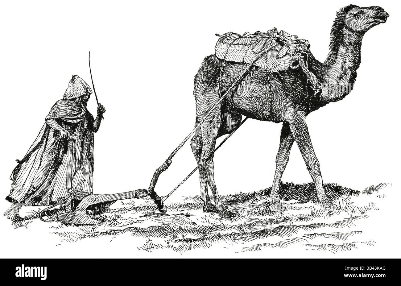 15 gennaio 2015 - agricoltore, cammello, agricoltura, animale, storico, (immagine di credito: © Glasshouse via ZUMA Wire) Foto Stock