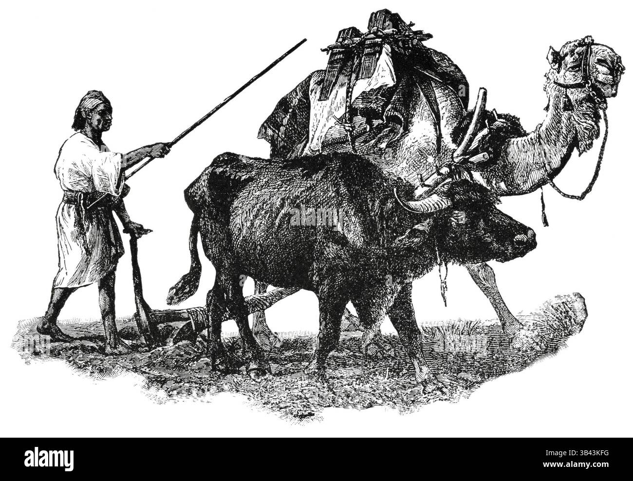 7 febbraio 2015 - agricoltore, agricoltura, animali, Egitto, storico, (immagine di credito: © Glasshouse via ZUMA Wire) Foto Stock