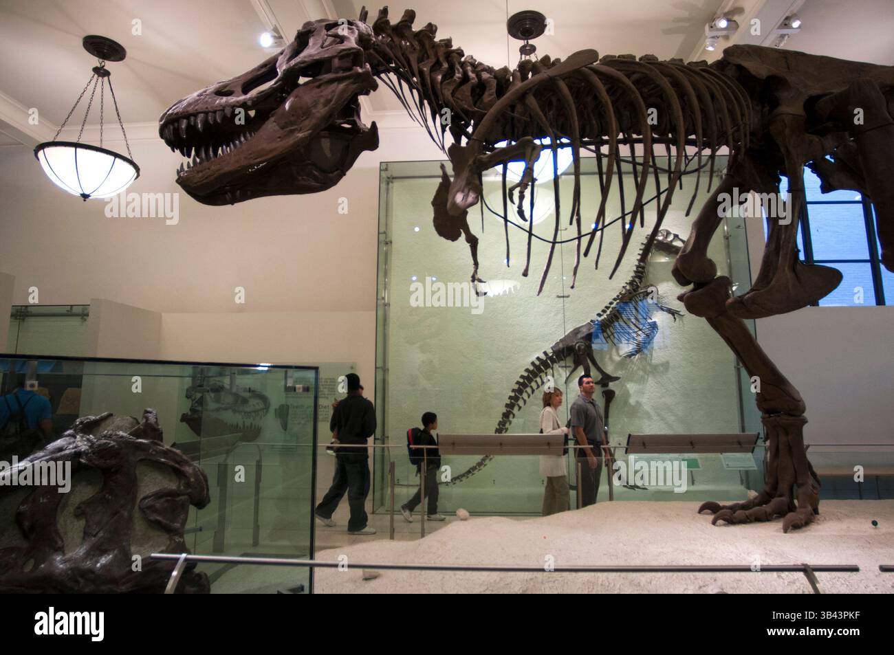 26 maggio 2015 - New York, New York, Stati Uniti - Museo americano di storia naturale. Central Park West e 79th Street. Le aree che attirano l'attenzione sono le tre sale dedicate ai dinosauri esquelos pieni- accanto ad un altro scheletro appeso al soffitto appartenente alla replica di una balena femmina catturata sulla costa meridionale nel 1925. Nella sala è inoltre possibile vedere il Barosaurus più grande del mondo montato attraverso fossili originali. (Immagine di credito: © Sergi Reboredo/ZUMA Wire/ZUMAPRESS.com) Foto Stock