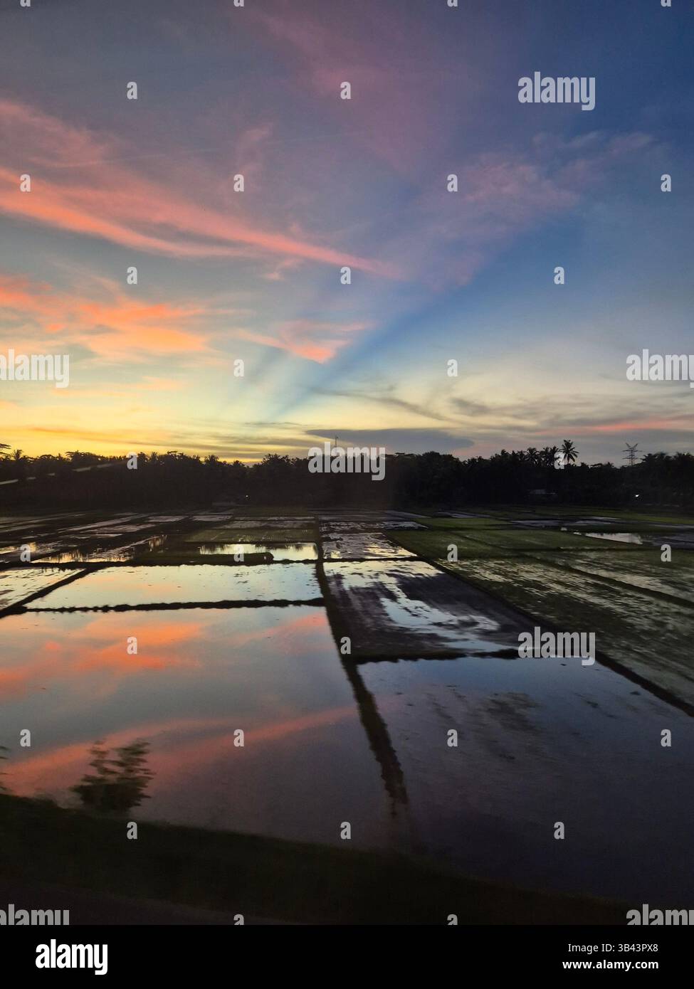 Scenario del campo di riso Java Indonesia - Immagine stock catturata con smartphone