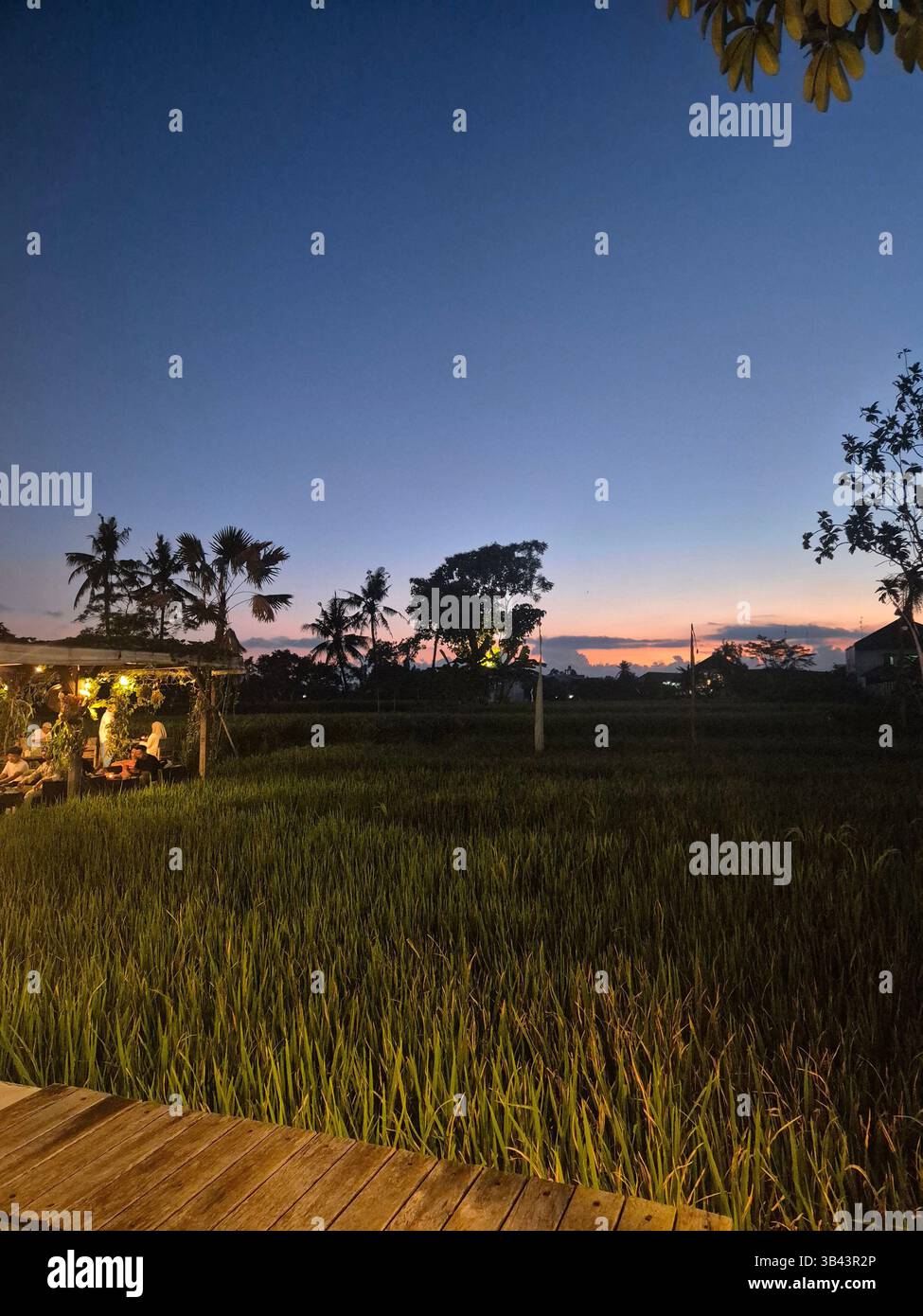 Paesaggio pomeridiano della risaia di Giava Indonesia - Immagine stock catturata con smartphone