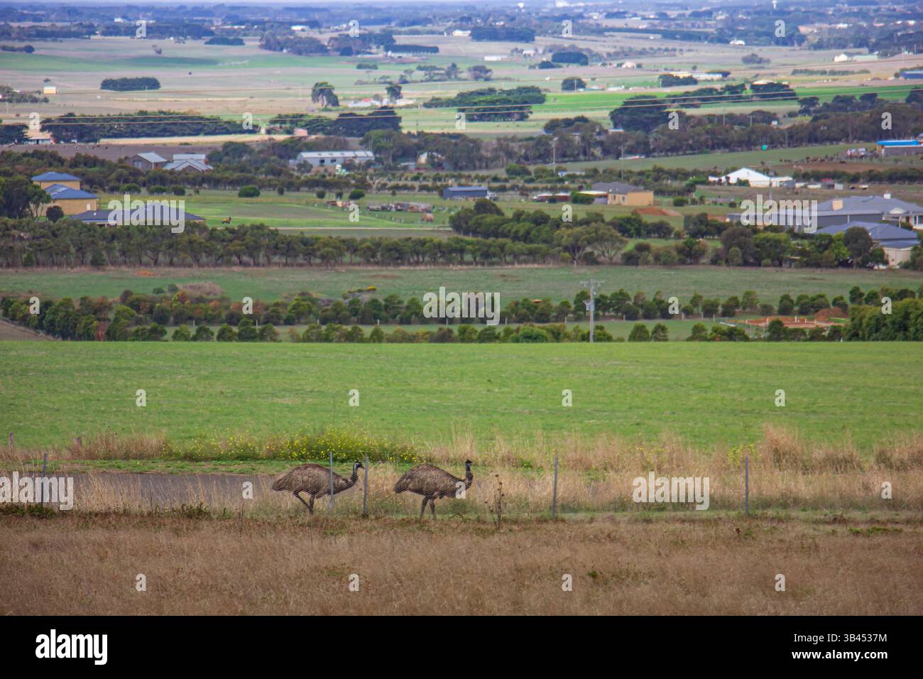 Un paio di emù nel paesaggio di prati erbosi e terreni agricoli, come si vede dalla riserva naturale di Tower Hill a Victoria, Australia. Foto Stock
