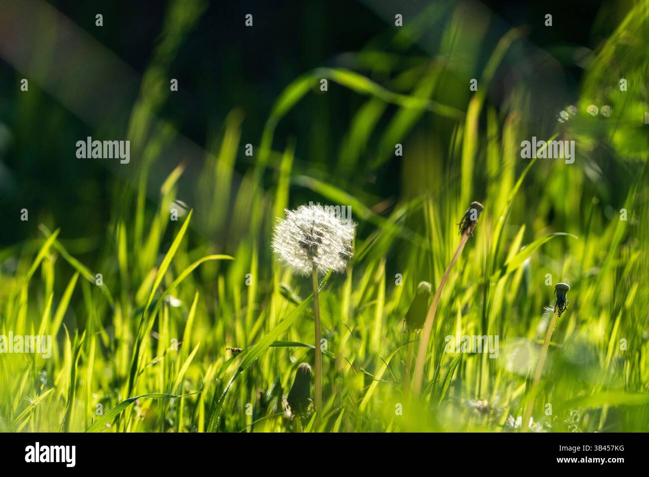 Ruddy Dandelion in primavera Foto Stock