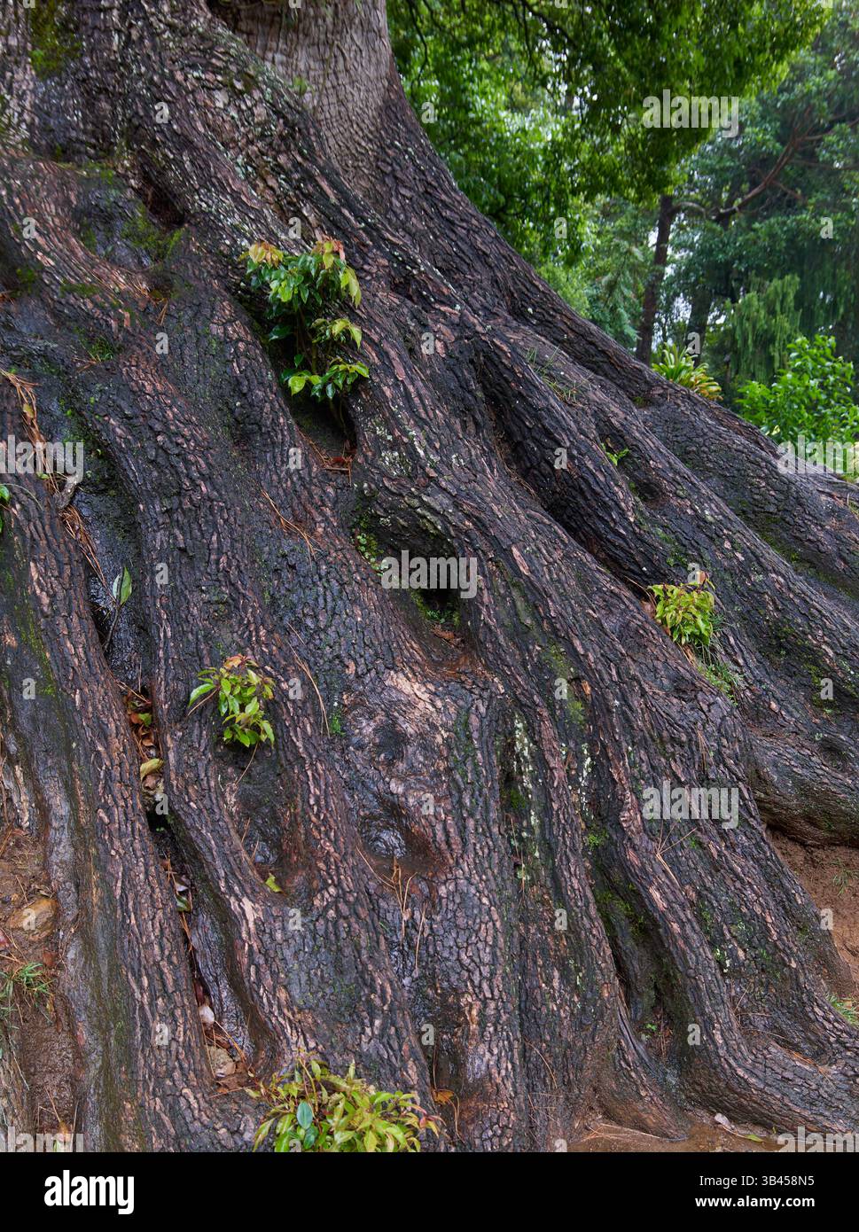 sistema a radice spessa e ruvida esposta di una base di alberi molto grande, marrone scuro maturo e vecchia base di alberi in giardino, messa a fuoco morbida Foto Stock