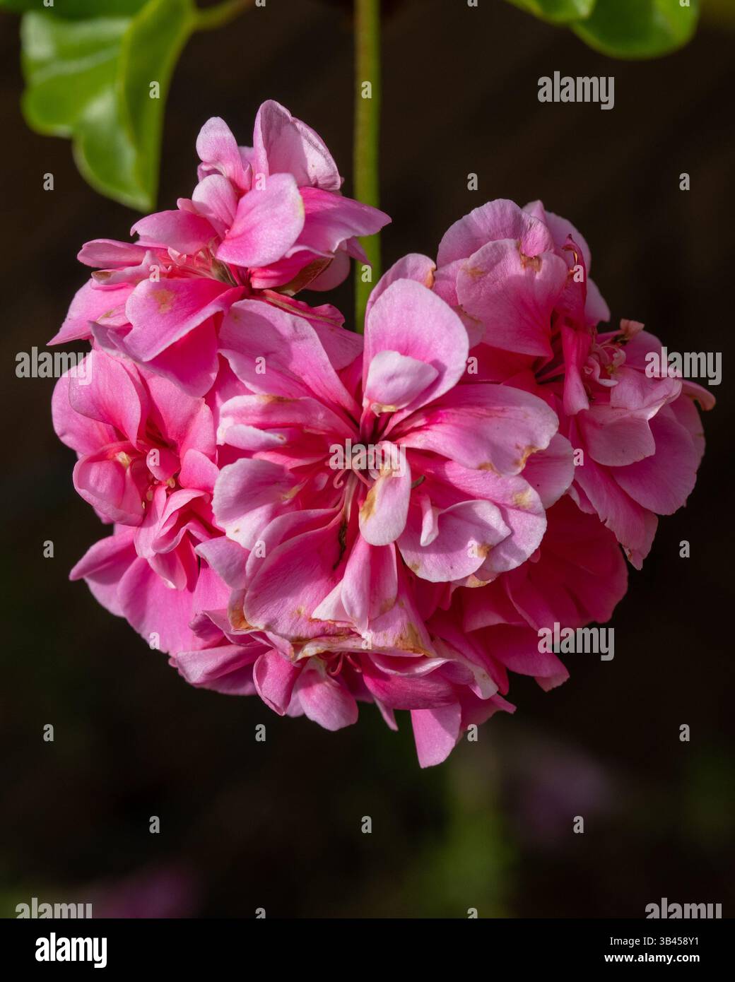 Fiori di Geranio rosa su sfondo scuro Foto Stock