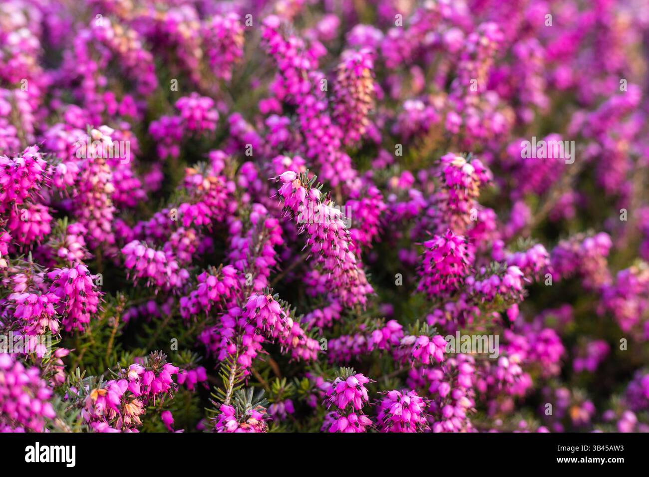 Fiori primaverili viola. Sfondo Fiore viola. Campo di erica viola. Foto di alta qualità Foto Stock