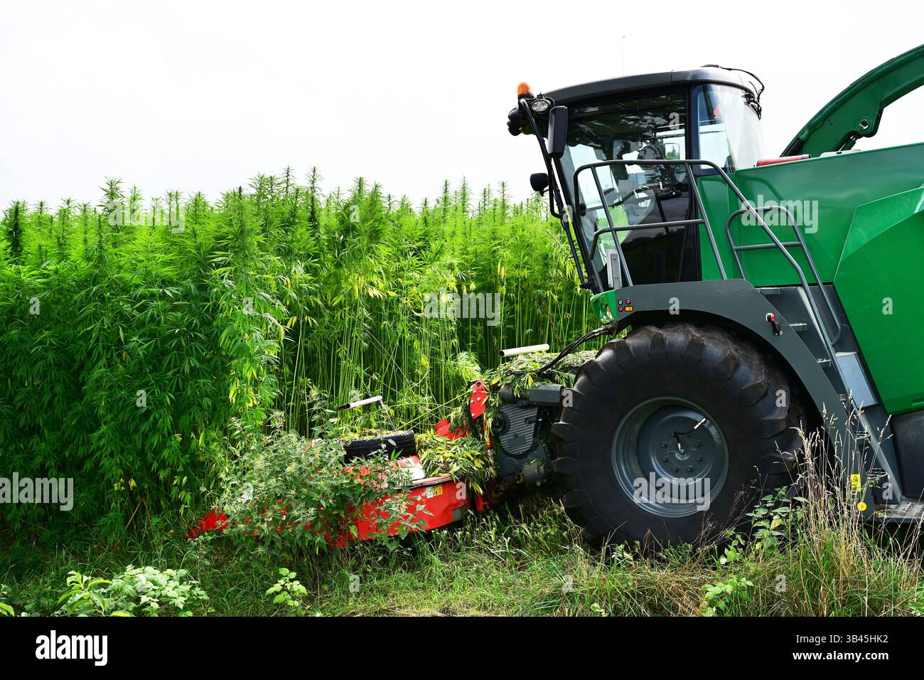 La trebbiatrice di foraggio trita la canapa per uso industriale Foto Stock