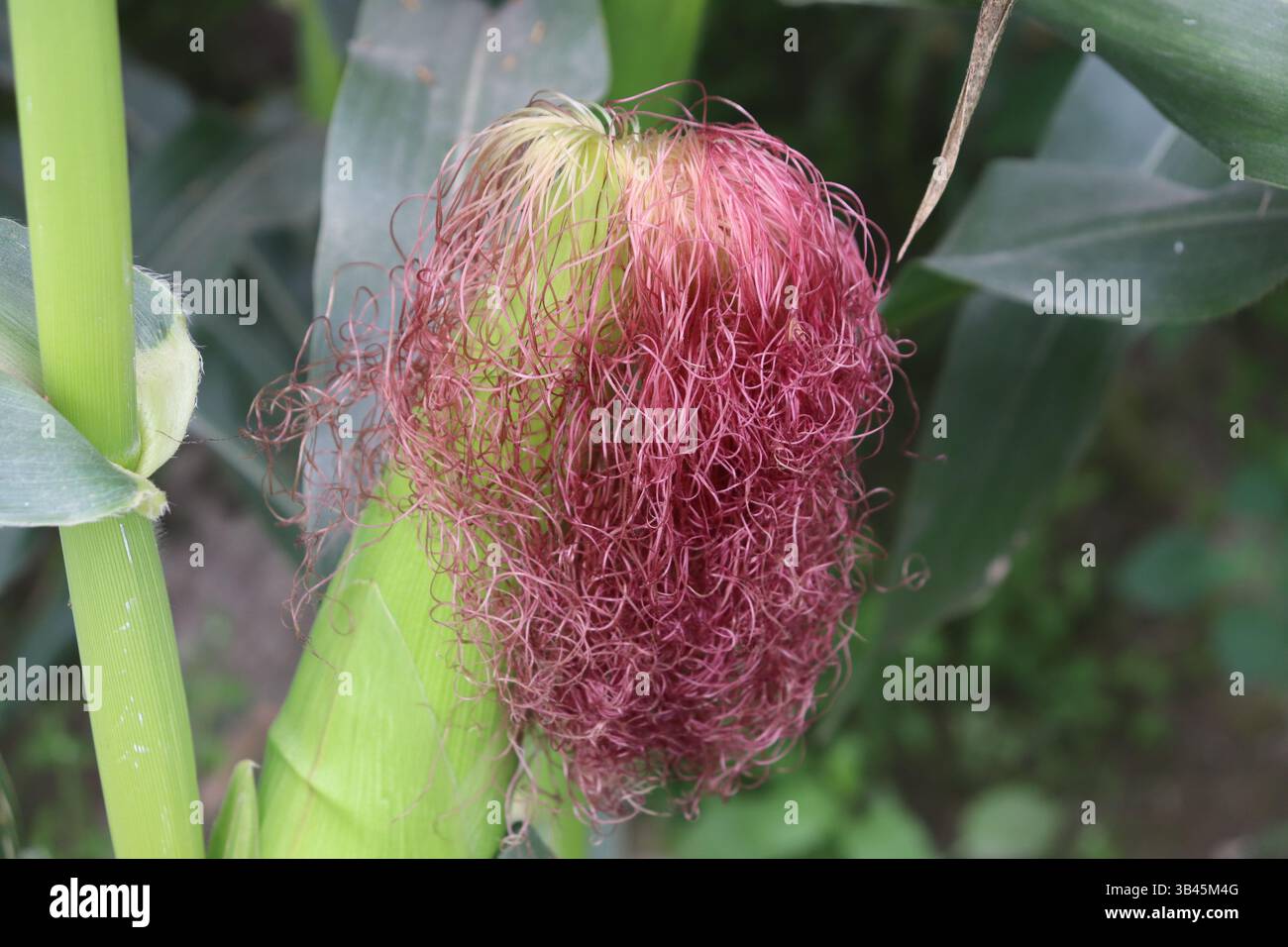 L'immagine macro mostra la seta di mais che emerge dalla buccia verde, circondata da foglie. La struttura filamentosa della pianta è l’elemento visivo distintivo. Foto Stock