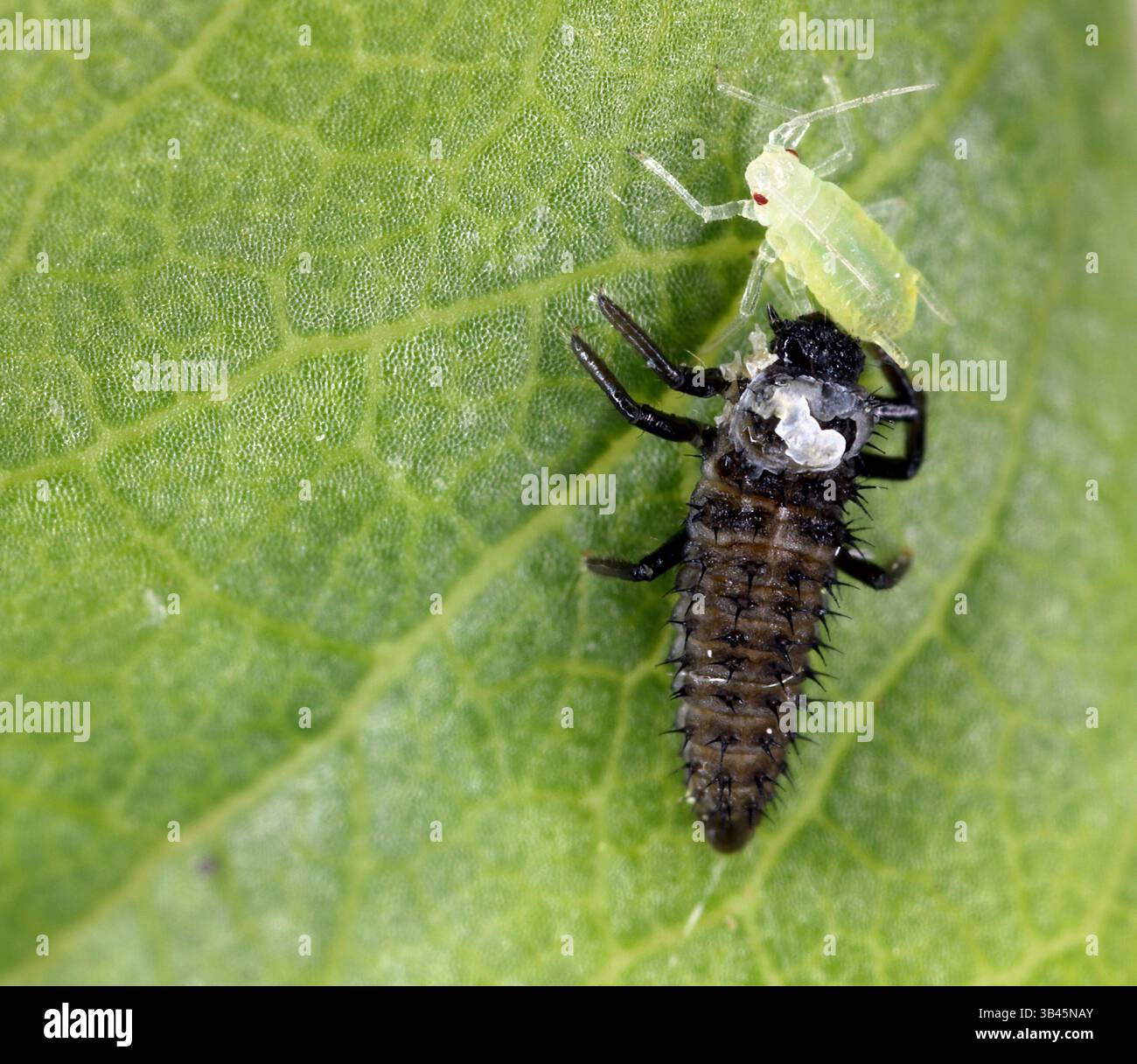Ladybug, larva che mangia l'afide. Protezione biologica delle piante contro gli organismi nocivi. Nemici naturali. Inserire per inserire un oggetto nella foto. Foto Stock