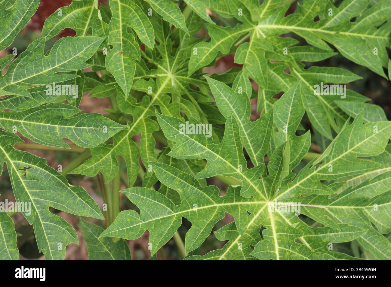 Una vista dettagliata mostra l'intricato motivo di venazione e la superficie testurizzata delle vivaci foglie di papaya verde nel loro ambiente naturale. Foto Stock