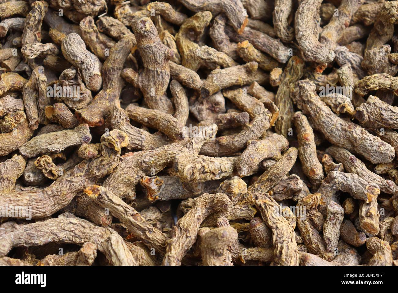Si concentra su un primo piano full frame di rizomi di curcuma essiccati. Cattura con spezie gli ingredienti a base di radici organiche e ruvidi. Foto Stock